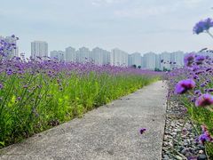 -洋湖国家湿地公园