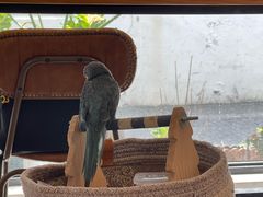 -吉丁鸟咖·异宠·寄养
