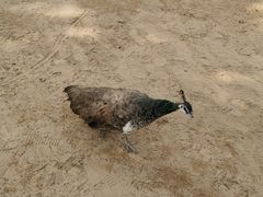 -秦皇岛野生动物园