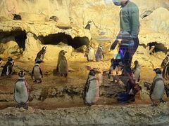 -帝企鹅自助餐厅•儿童岛•真企鹅(长隆企鹅酒店)