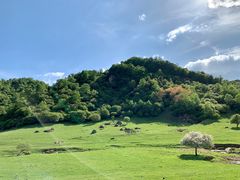 -关山草原