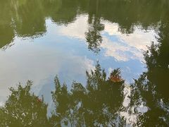 -新加坡植物园