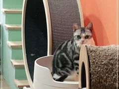-Bastet sally猫舍购宠(静安店)