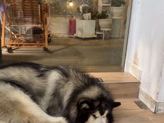 -李小姐の猫咖啡馆(五角场店)