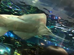 -瑞普利水族馆