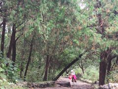 -阳台山自然风景区