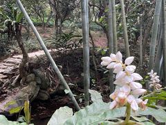 -深圳仙湖植物园