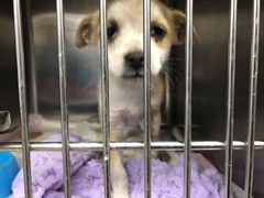 -瑞派·关忠动物医院·异宠专科·犬猫肿瘤·皮肤专科(望京店)