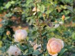 -人民公园(罗湖区)