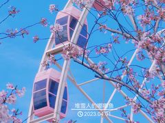 -顾村公园