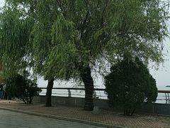 -合肥滨湖国家森林公园