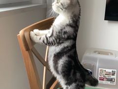 -唐小姐の猫狗洗护·购宠旗舰店(周浦万达店)