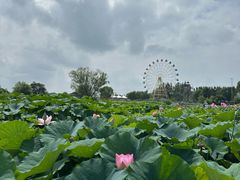 -白洋淀风景区