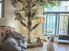 -唐小姐の私宠·宠物洗护美容·撸猫馆·购宠(周浦万达旗舰店)