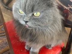-蓝鲸·缅因猫舍