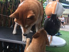 -柴犬高等学院·狗咖·柴犬售卖·宠物训练