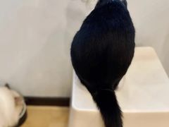 -有喵·猫咖·狗咖·30几只猫10只小狗(岗厦店)