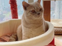 -Catmate·猫肥家润(金润铂宫店)