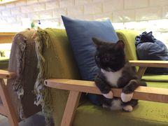 -猫咖时代(中山亭店)