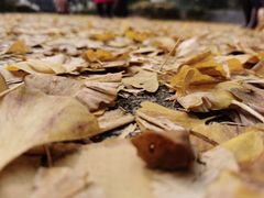-两江幸福广场