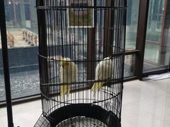 -上海崇明金茂凯悦酒店