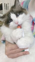 -后宫·古装汉服京剧儿童亲子全家福摄影