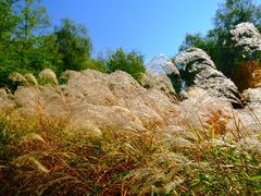 -野鸭湖国家湿地公园