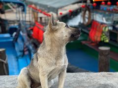 -蓝湾碧波·老字号·疍家非遗海上餐厅