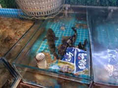 -渡海小渔村.老辈日照菜