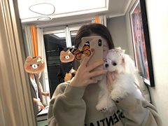 -萌宠之家·腊肠犬·马尔泰·小体犬舍