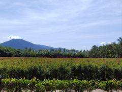 -亚龙湾国际玫瑰谷