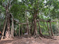 -中国科学院西双版纳热带植物园
