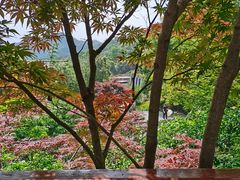 -十八棵（老龙井）御茶园(老龙井店)