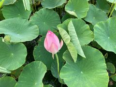 -天津东丽湖风景区