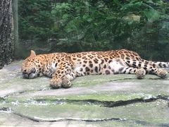 -贵州森林野生动物园