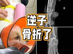 -宠爱国际动物医院·消化内科·心肾内科·ISFM猫友好(望京店)