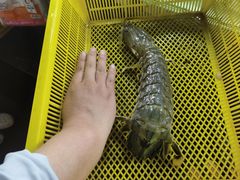 -班赞海鲜市场