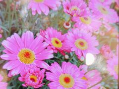 -小八仙·宴(三峡茶庄店)