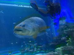 -华夏文旅海洋公园