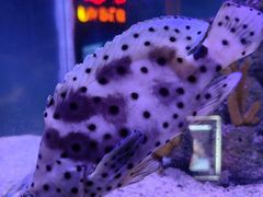 -太平洋海底世界