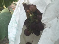 -马陆小张葡萄园农家乐