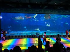 -烟台海昌鲸鲨海洋公园