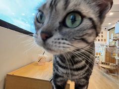 -有喵·猫咖·狗咖·30几只猫10只小狗(岗厦店)