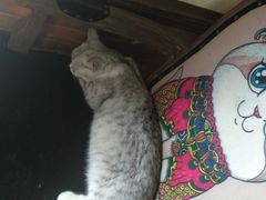 -more than meow吴止猫主题餐厅(承德 中船汇店)