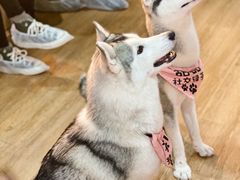 -Husky Go! 哈士奇体验馆·宠物咖啡厅狗咖