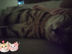 -瑞鹏宠物医院·猫科·宠保定点(梅溪湖分院)