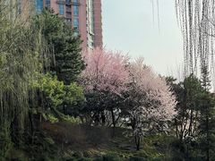 -团结湖公园