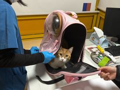 -申普宠物医院·心脏介入·心血管微创(总院)