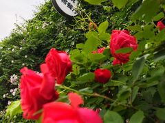 -元大都城垣遗址公园