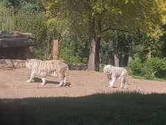 -北京野生动物园